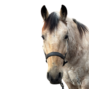 A dun horse's head with a black halter.